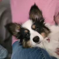 Puppy uit een eerder nest: Bellissimo