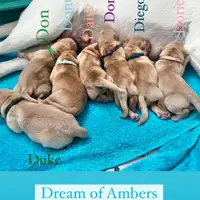 Früherer Welpe: Dream of Ambers Diego