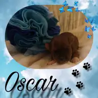 Früherer Welpe: Oscar