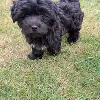 Previous puppy: Watson