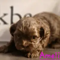 Previous puppy: Amelie