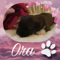 Früherer Welpe: Ora