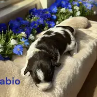 Früherer Welpe: Fabio