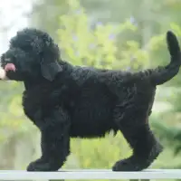 Previous puppy: Norton