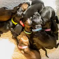 Previous puppy: Dari