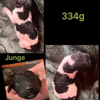 Chiot d’une portée précédente: Grün