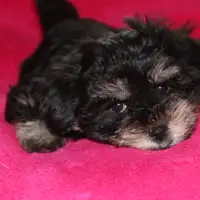Previous puppy: Queeni