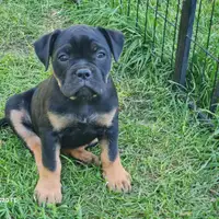 Previous puppy: Bell