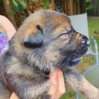 Früherer Welpe: Arthur