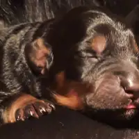 Chiot d’une portée précédente: David
