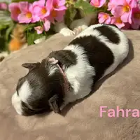 Früherer Welpe: Fahra
