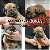 Previous puppy: Donna