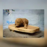Früherer Welpe: Merlin