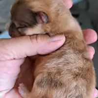 Cachorro de una camada anterior: Emma