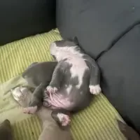 Previous puppy: Carla