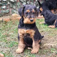 Früherer Welpe: Sophie
