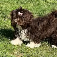 Previous puppy: Konrad