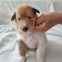 Früherer Welpe: Jimmy