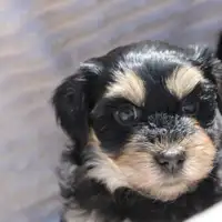 Previous puppy: Quentin