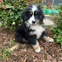 Früherer Welpe: Hudson