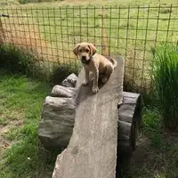 Previous puppy: Emma