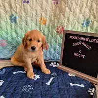 Filhote de uma ninhada anterior: Amber von der Mountainfielder Dog-Ranch