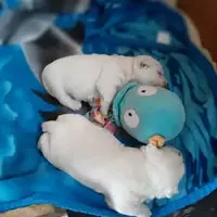 Cachorro de una camada anterior: U-Wurf