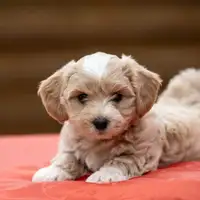 Previous puppy: Indigo