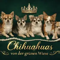 Früherer Welpe: Rüde