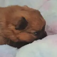 Cachorro de una camada anterior: Dora
