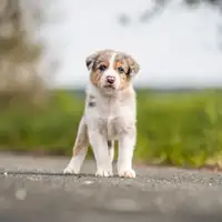 Früherer Welpe: Nick