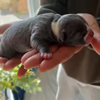 Previous puppy: Clara