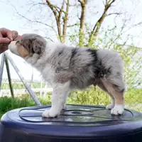 Früherer Welpe: Eddie