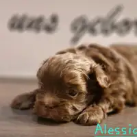 Previous puppy: Alessio