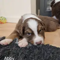 Früherer Welpe: Abby