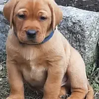 Früherer Welpe: EARL