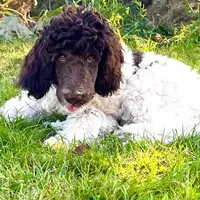 Früherer Welpe: Charly