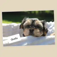 Previous puppy: Quella