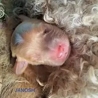 Filhote de uma ninhada anterior: Janosch