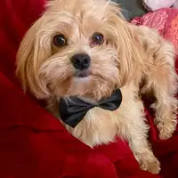Previous puppy: Matteo